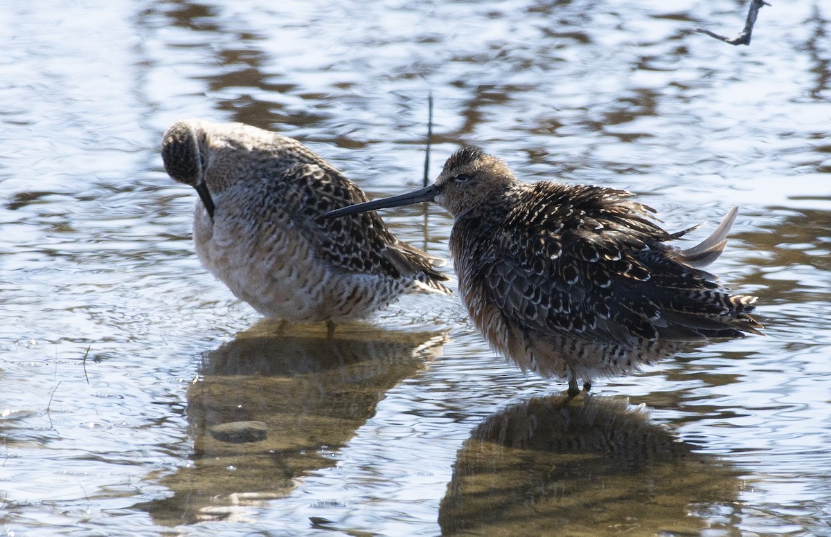Long-billed Dowitcher - Marilyn Sherling