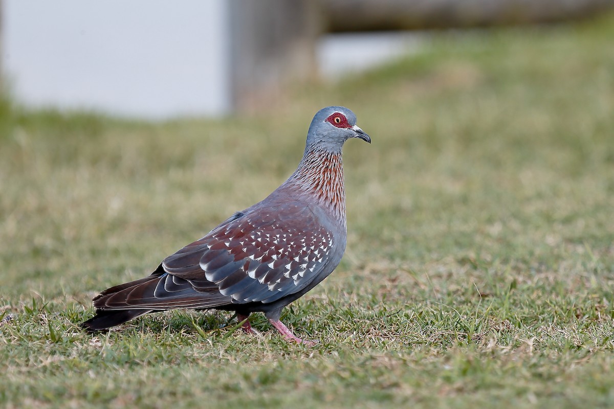 Speckled Pigeon - Holger Teichmann