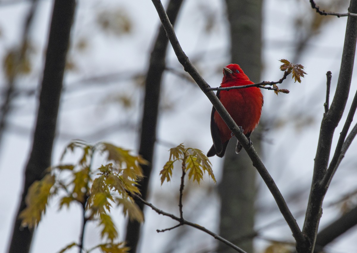 Scarlet Tanager - ML234896701