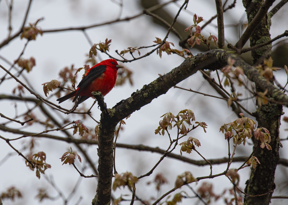 Scarlet Tanager - ML234896711