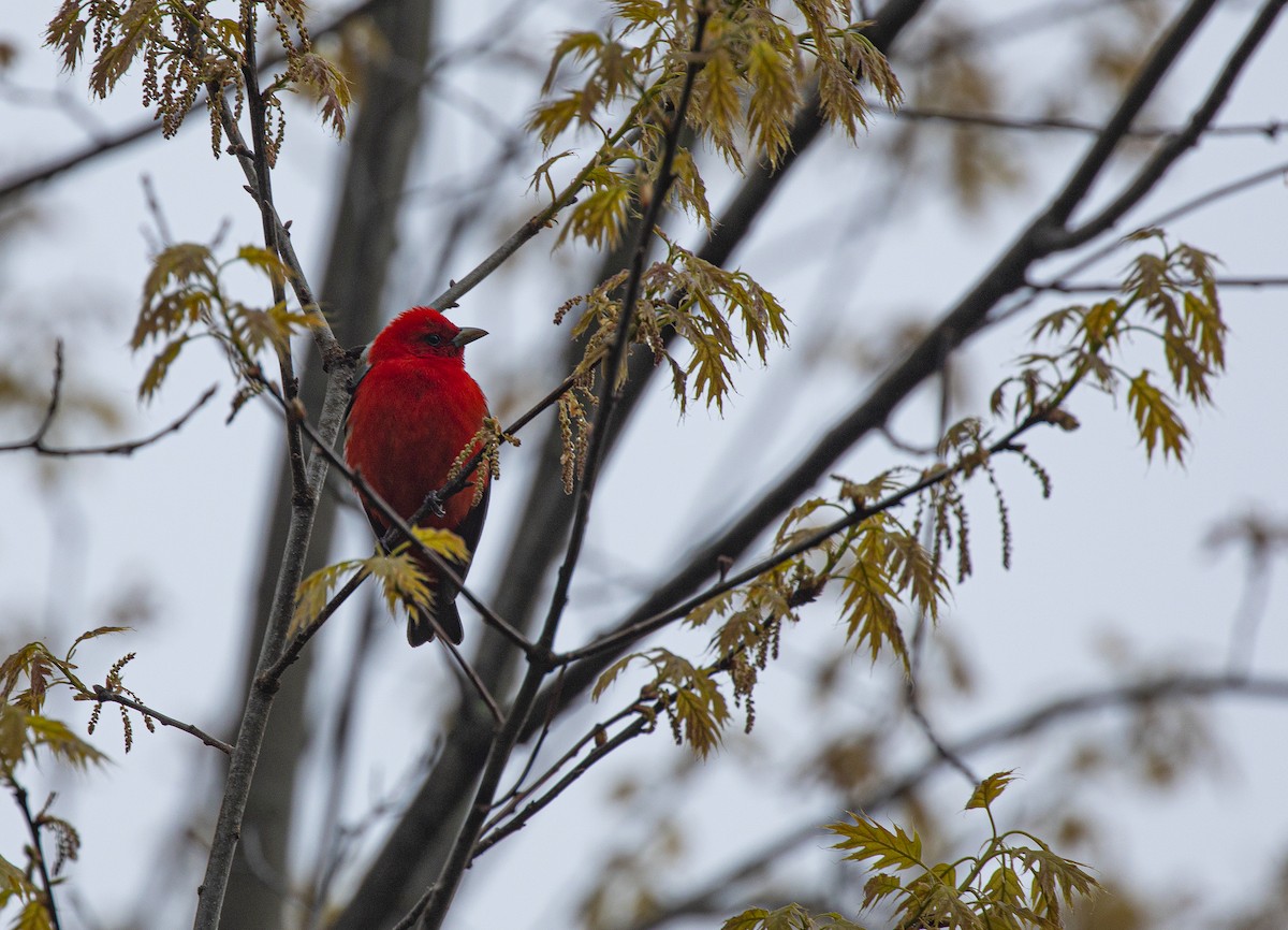 Scarlet Tanager - ML234896721