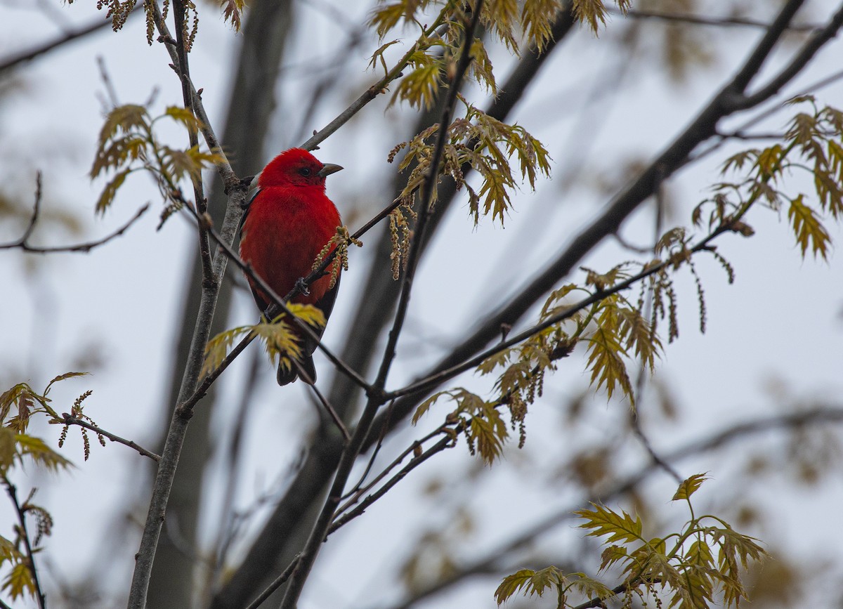 Scarlet Tanager - ML234896751
