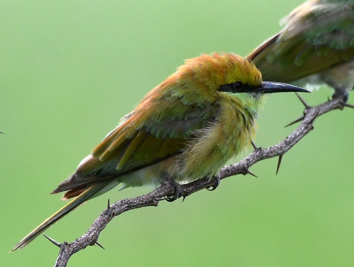 Asian Green Bee-eater - Savithri Singh