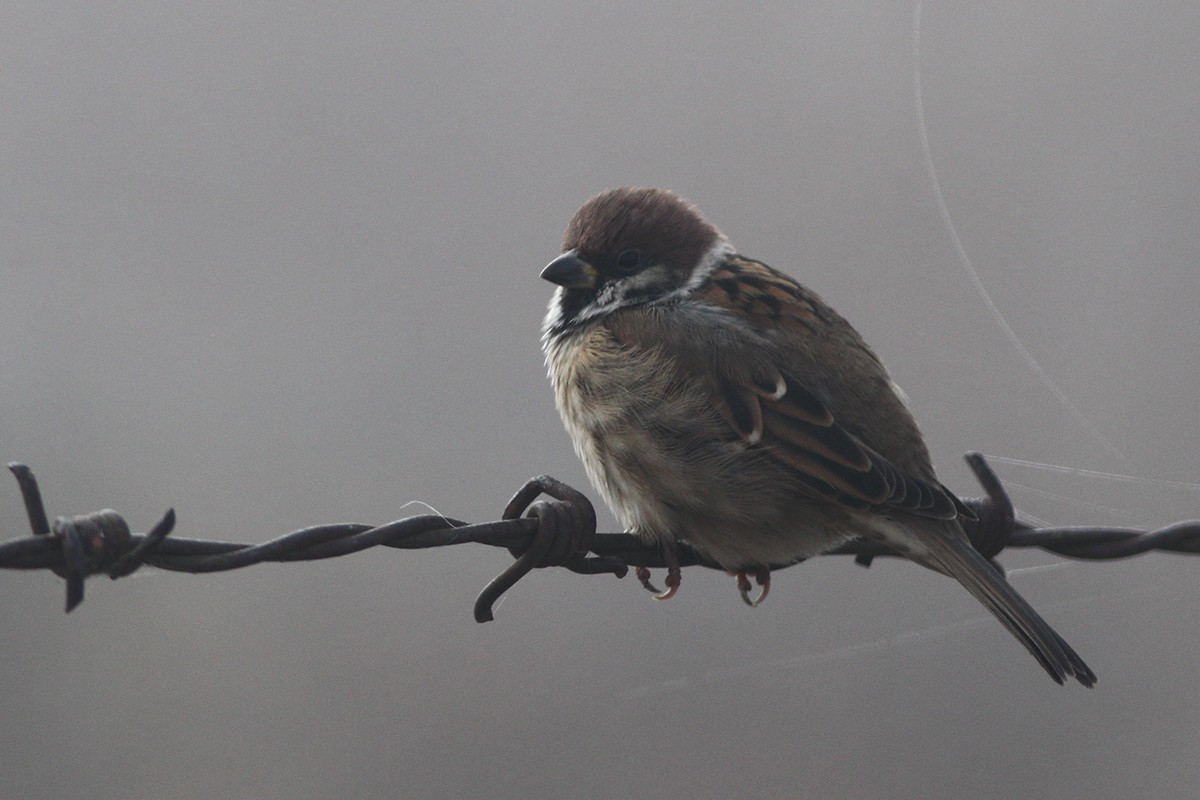 Eurasian Tree Sparrow - ML234902331