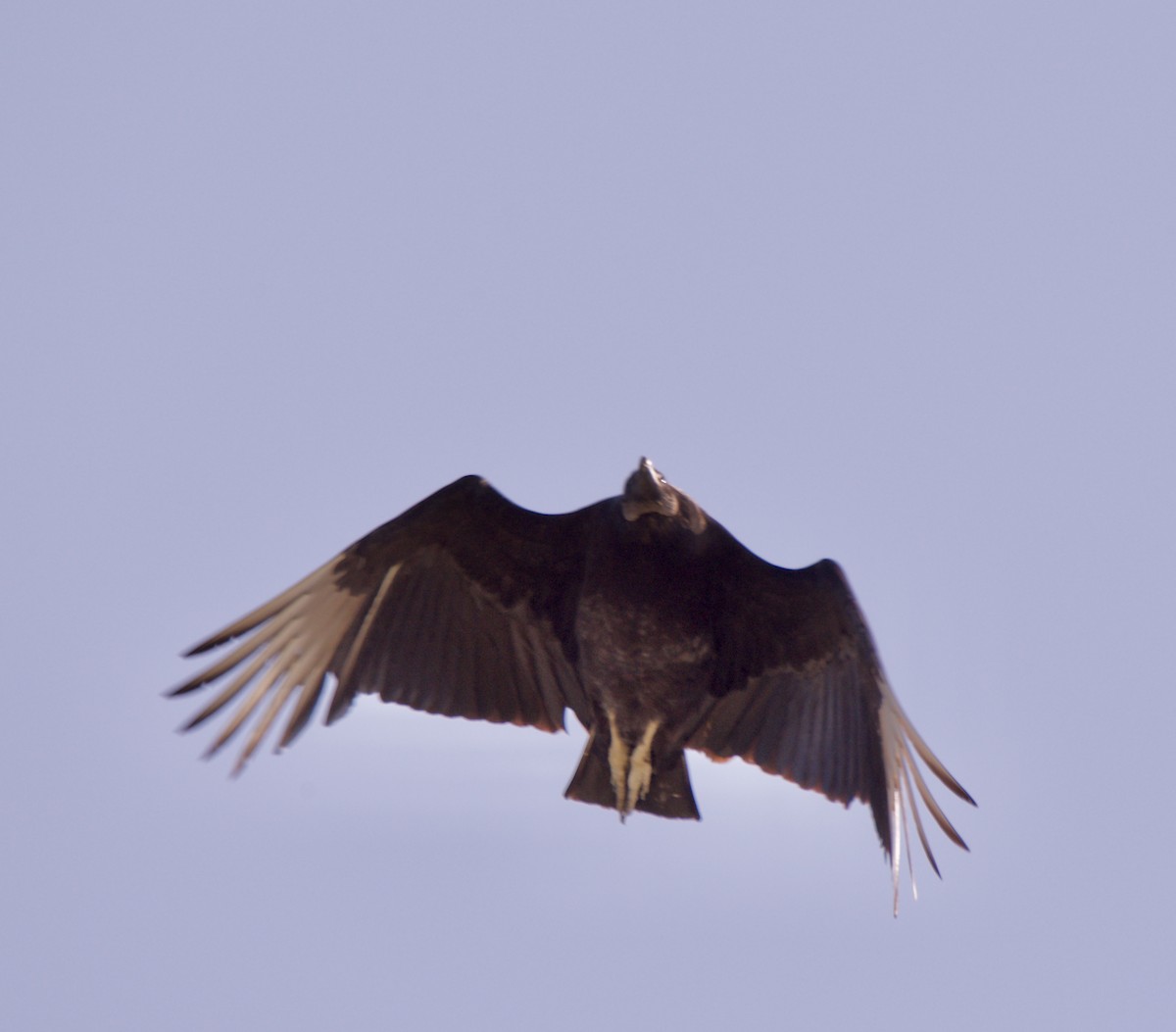Black Vulture - Marcia Balestri