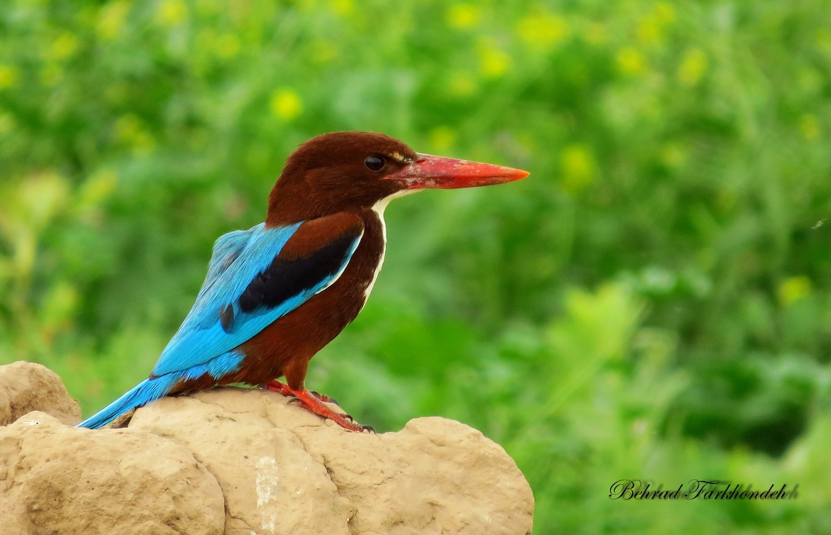 White-throated Kingfisher - Behrad Farkhondeh