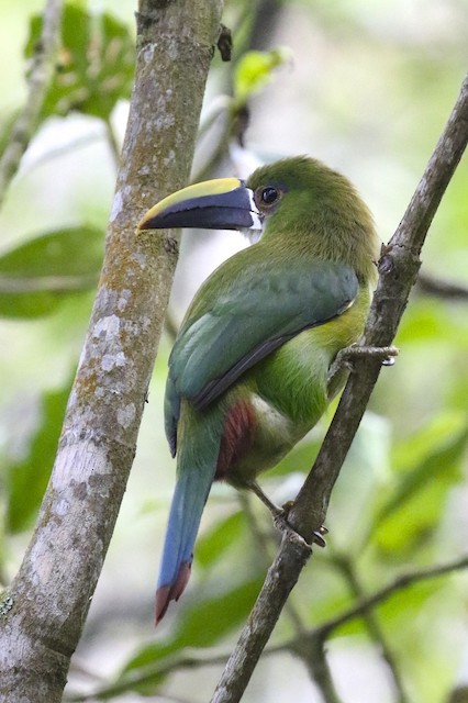 Southern Emerald-Toucanet (Andean). - Southern Emerald-Toucanet (Andean) - 