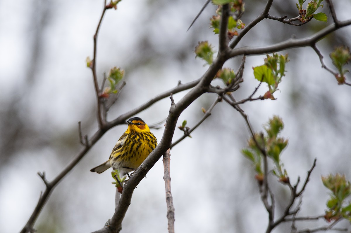 Cape May Warbler - ML234912681