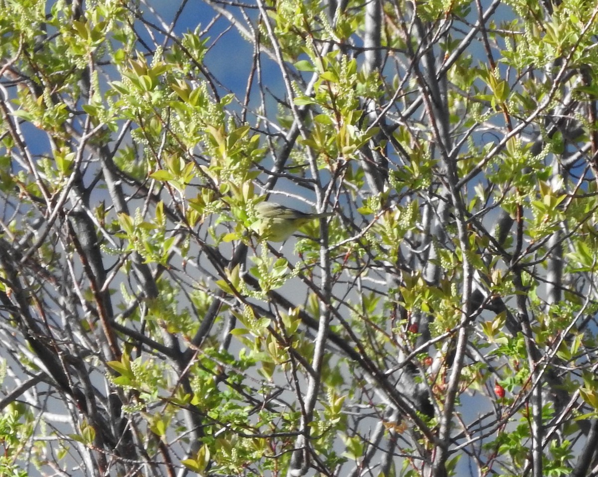 Orange-crowned Warbler - ML234912711