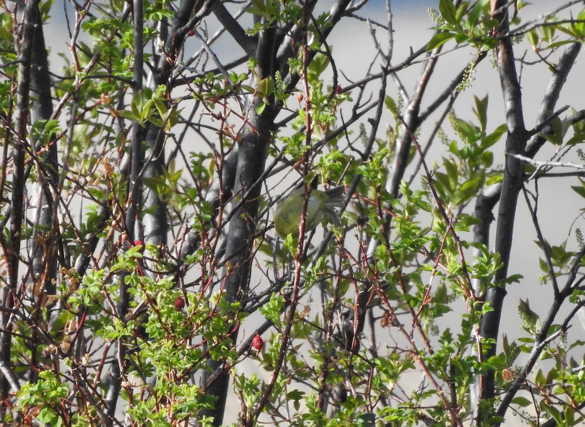 Orange-crowned Warbler - ML234912741