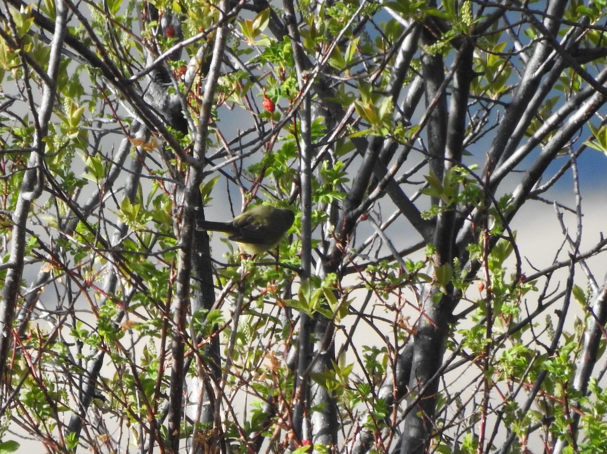 Orange-crowned Warbler - ML234912751