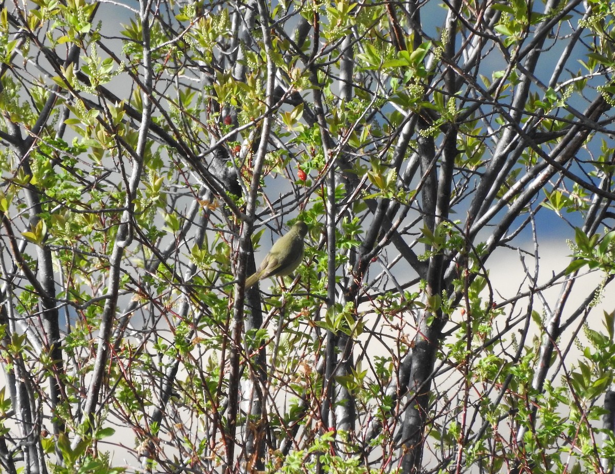 Orange-crowned Warbler - ML234912791