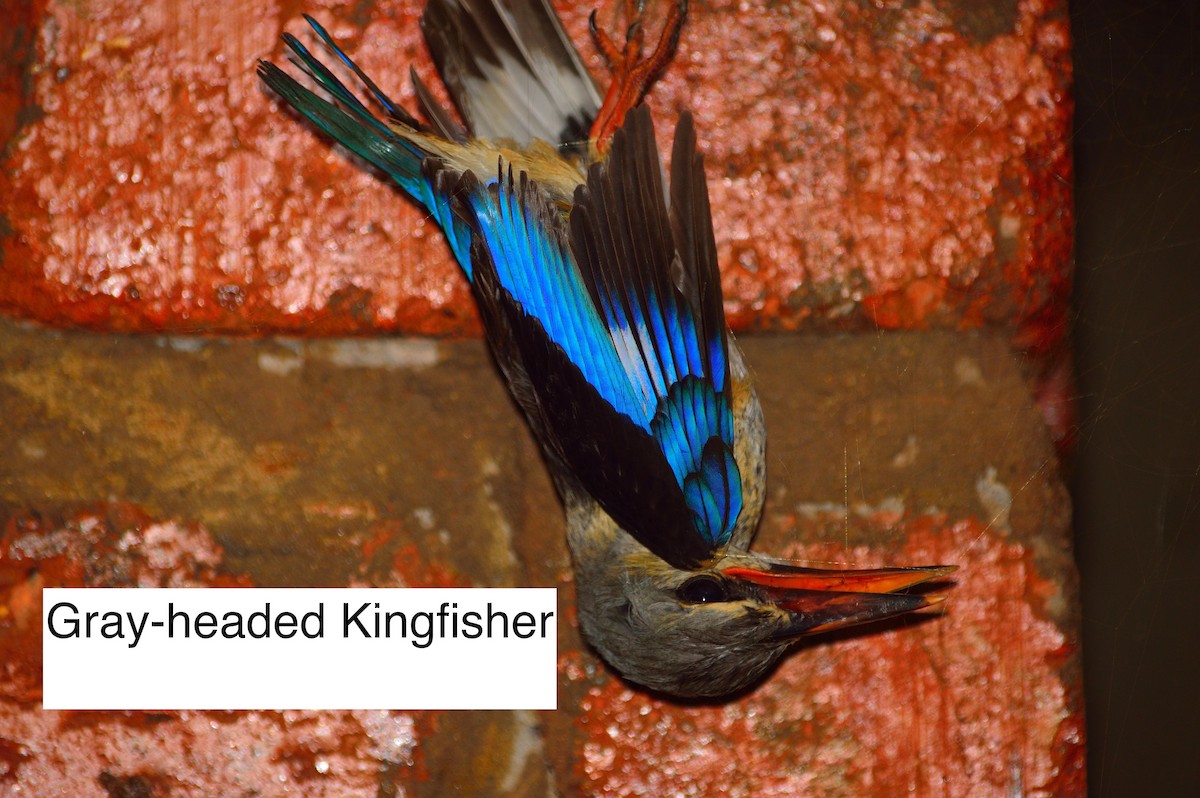 Gray-headed Kingfisher - Robert Davis