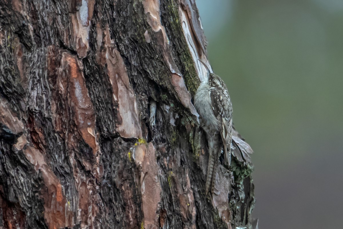 Bar-tailed Treecreeper - Aseem Kothiala