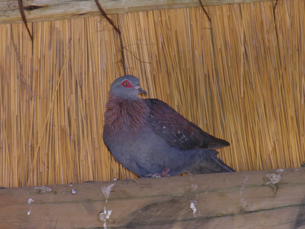 Speckled Pigeon - ML234919901