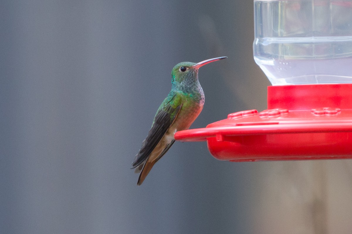 Buff-bellied Hummingbird - ML234922491