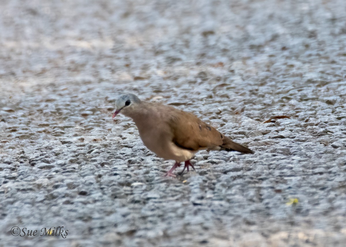 Blue-spotted Wood-Dove - ML234925451