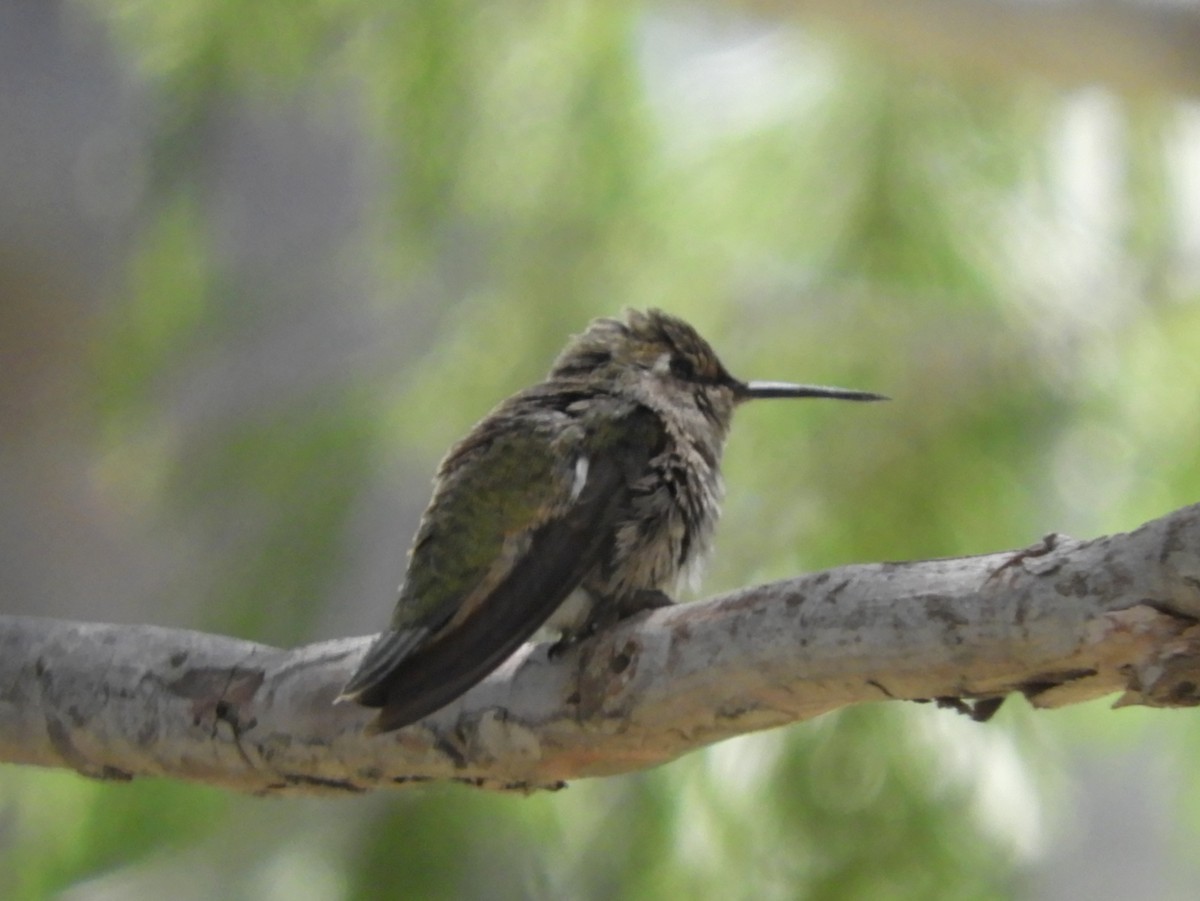 Costa's Hummingbird - Merryl Edelstein