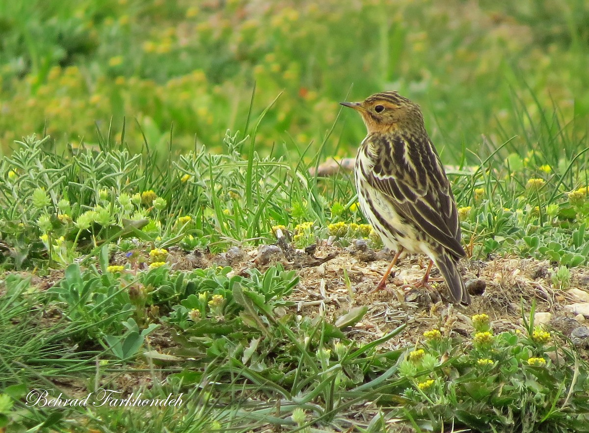 Red-throated Pipit - Behrad Farkhondeh