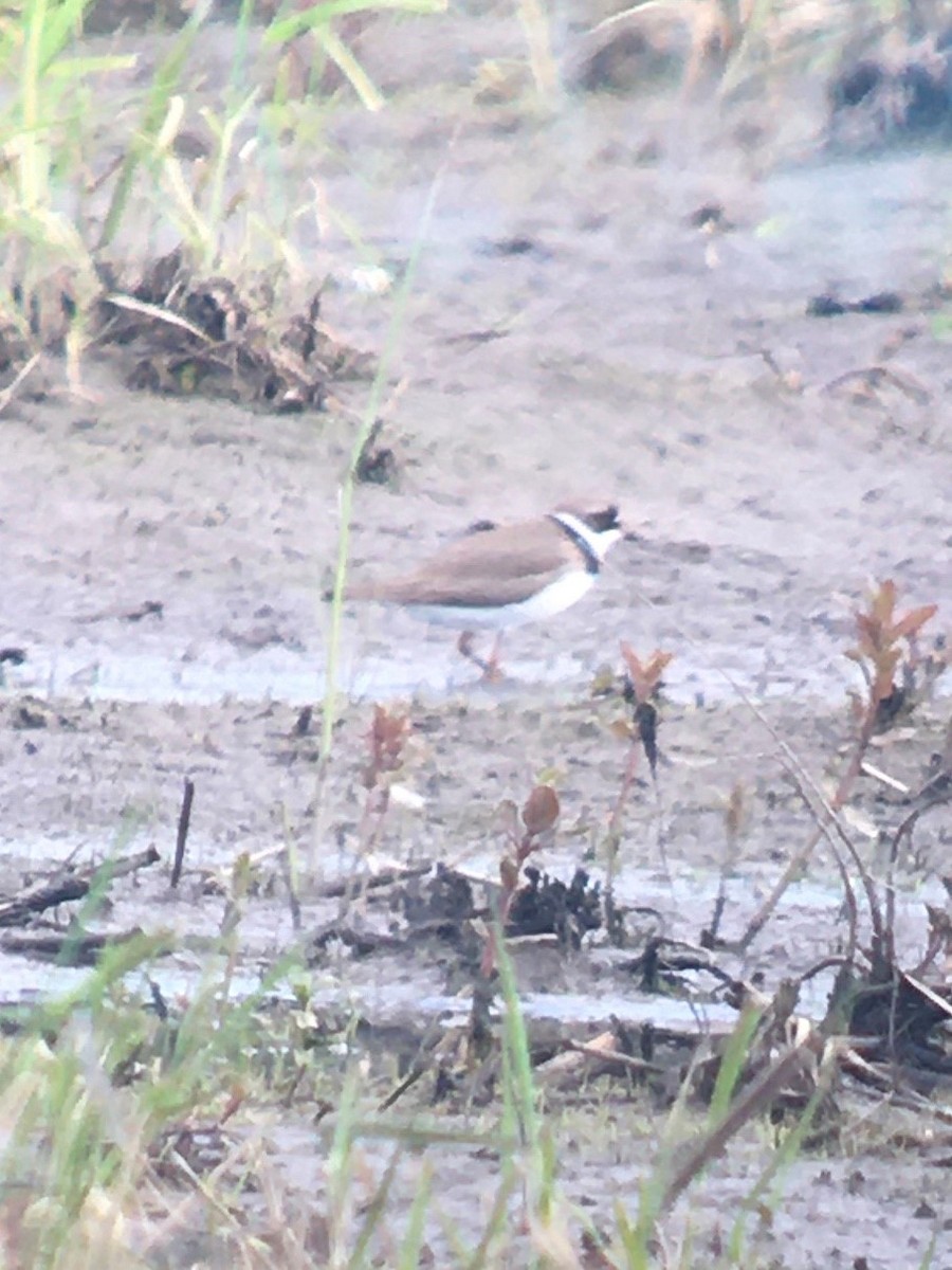 eBird Checklist 15 May 2020 Bolton Flats WMABolton 63 species