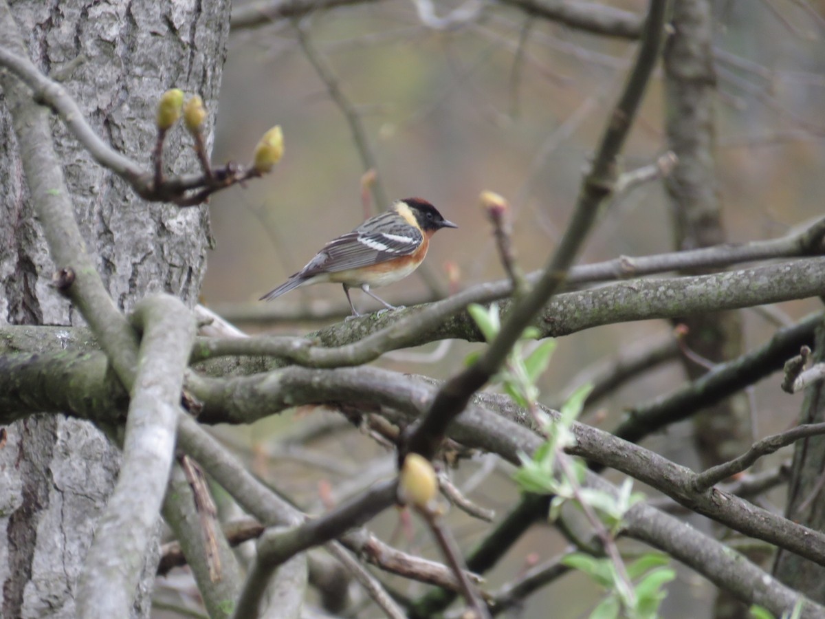 Bay-breasted Warbler - ML234960761