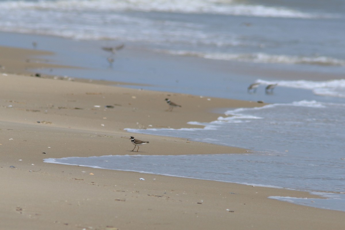 Semipalmated Plover - ML234963771