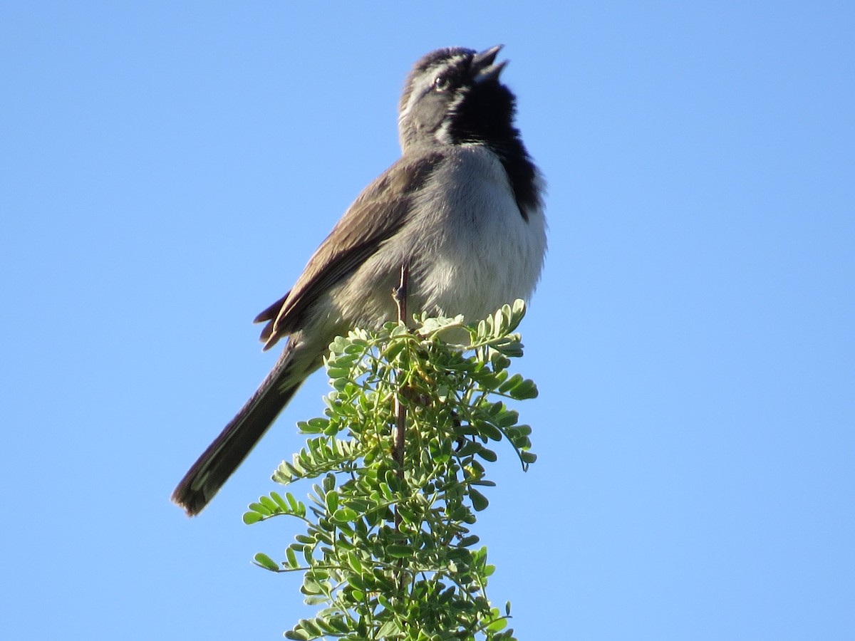 Black-throated Sparrow - ML234964211