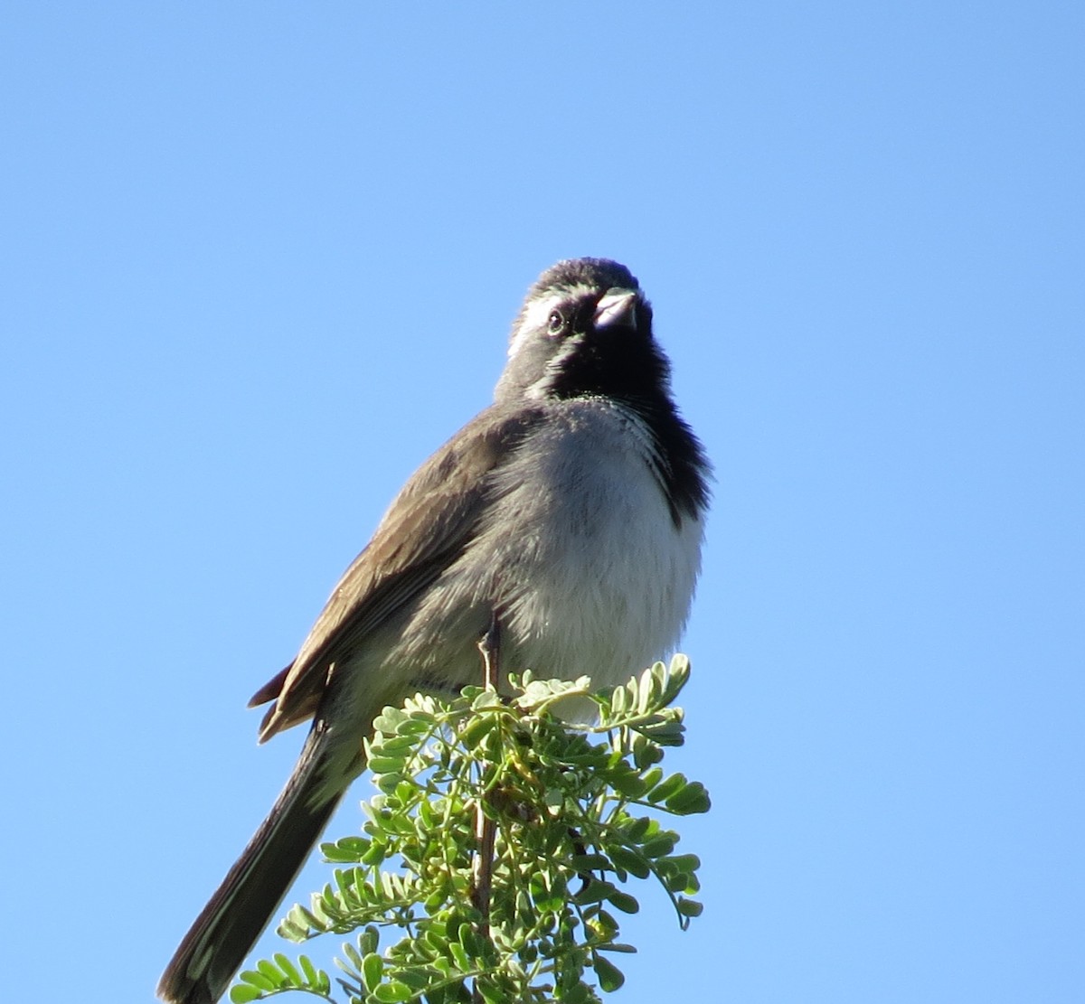 Black-throated Sparrow - ML234964221