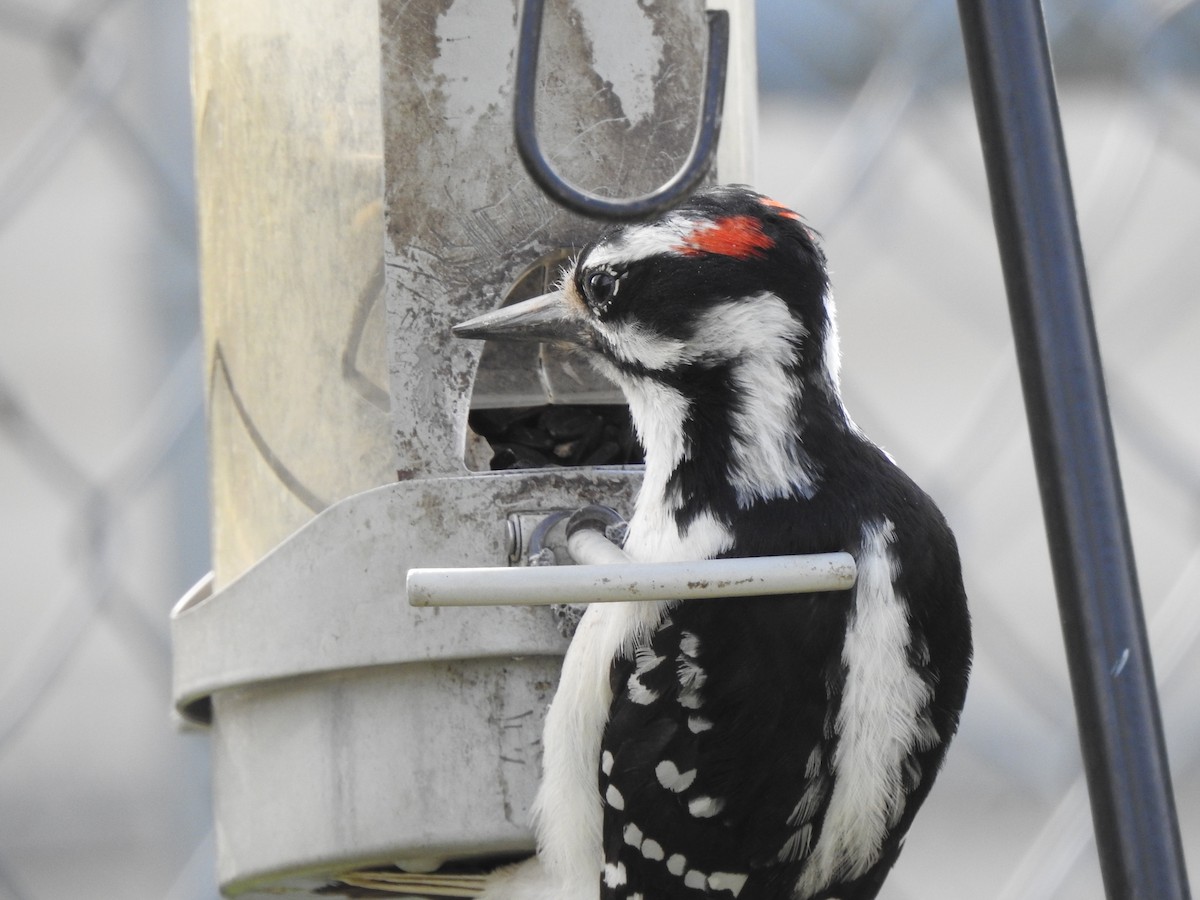 Hairy Woodpecker - Jacques Bélanger