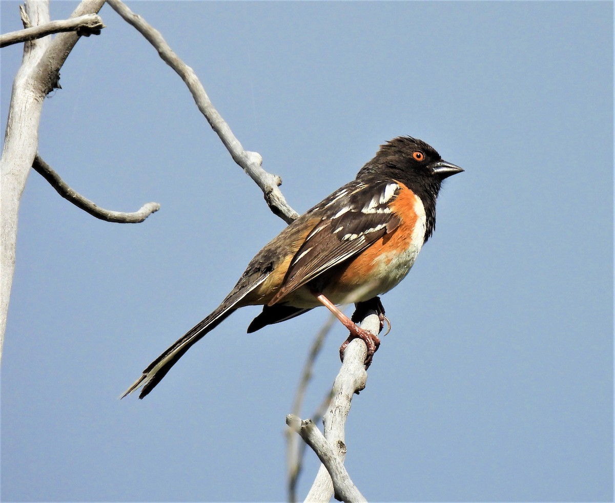 Spotted Towhee - ML234967281
