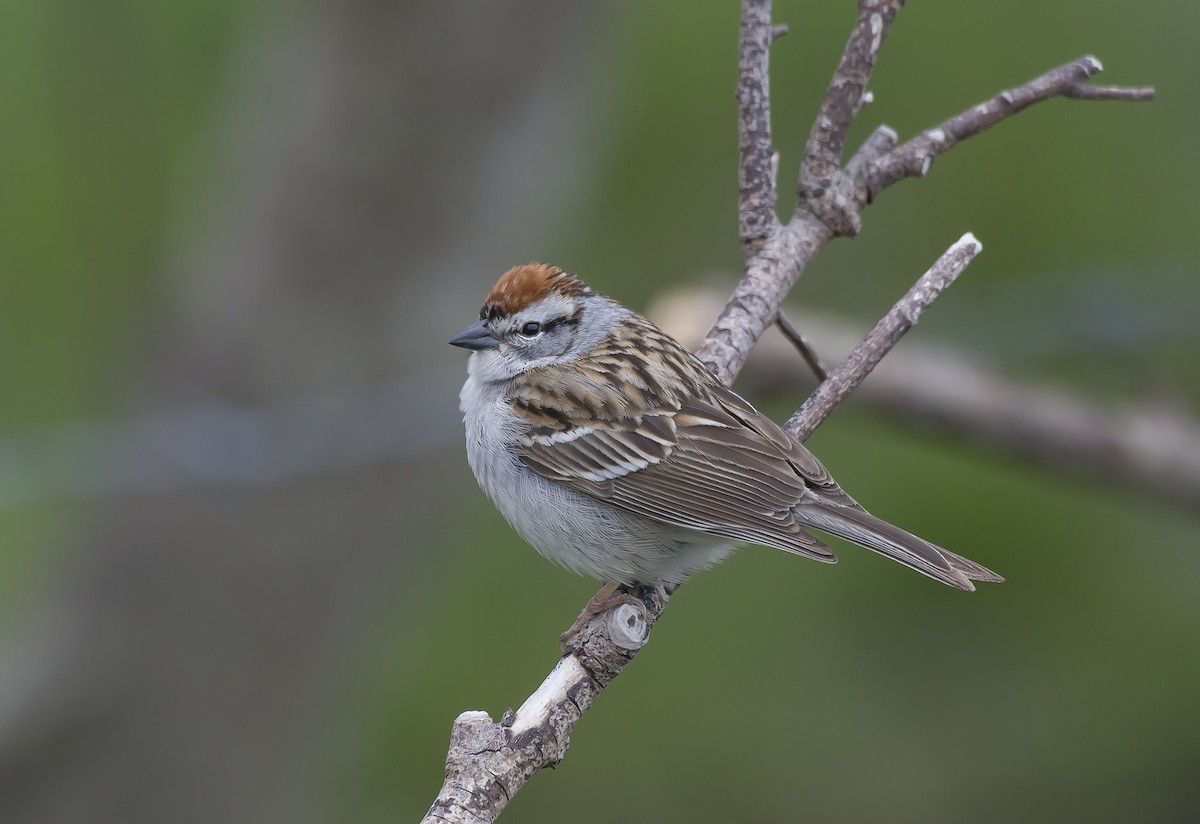 Chipping Sparrow - Ronnie d'Entremont