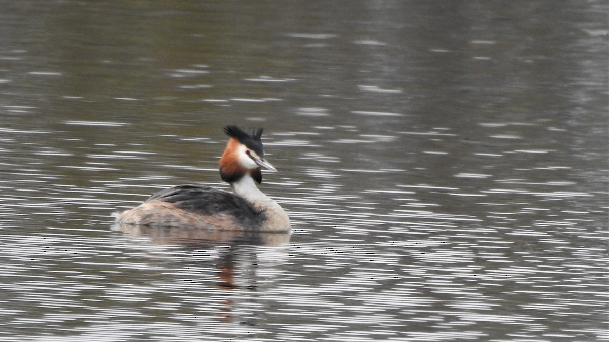 Great Crested Grebe - ML234967541