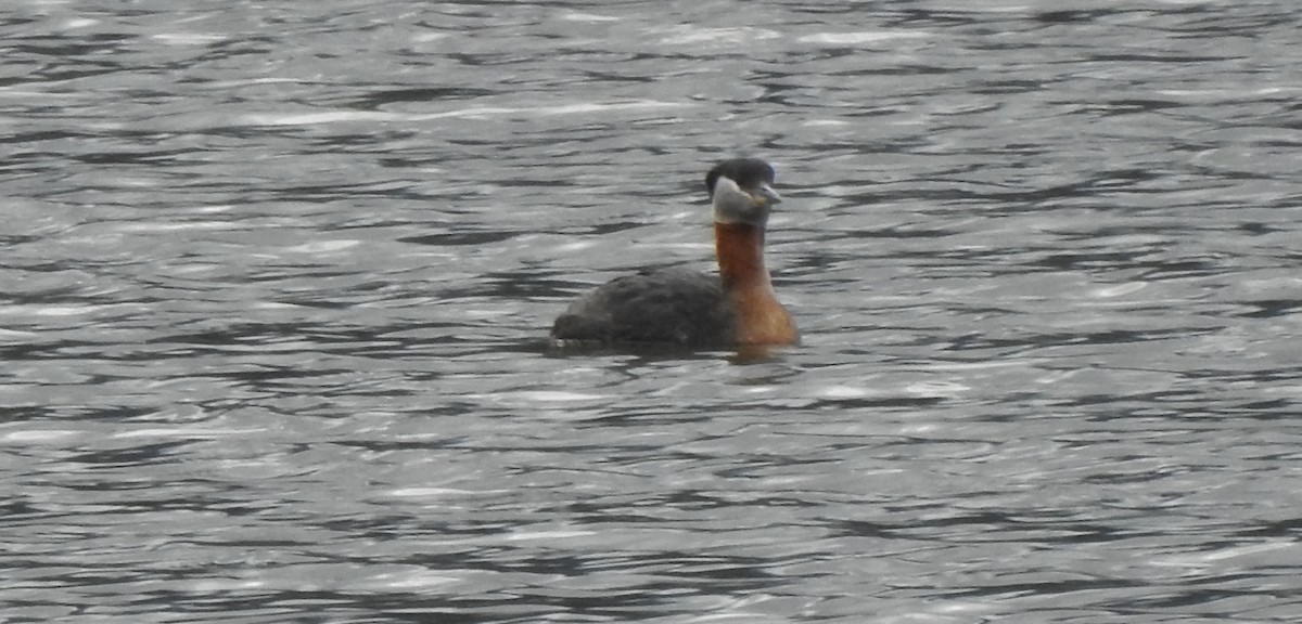 Red-necked Grebe - ML234968551
