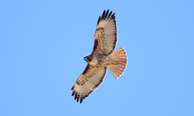 Breeding adult male. - Red-tailed Hawk (calurus/alascensis) - 