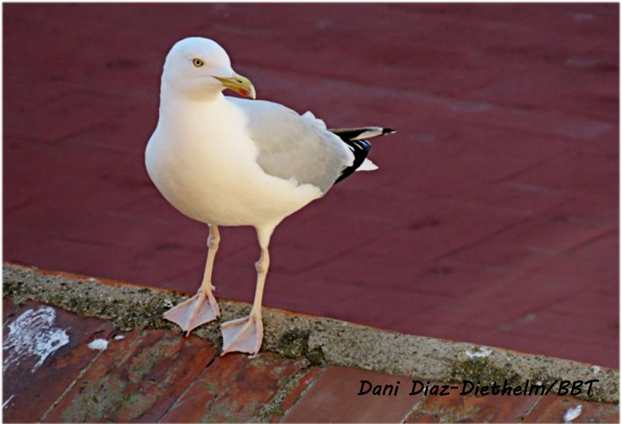 Herring Gull - Anonymous