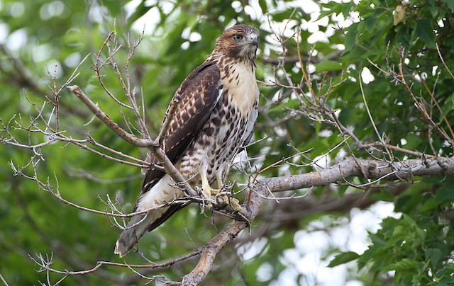 Juvenile light morph. Offspring of breeding pair from this location (ML234985941) - Red-tailed Hawk (calurus/alascensis) - 