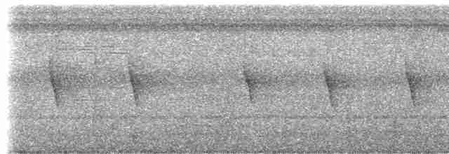 Colibri corinne - ML234991