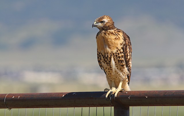 Juvenile light morph. Offspring of resident pair at this site (ML234994241). - Red-tailed Hawk (calurus/alascensis) - 