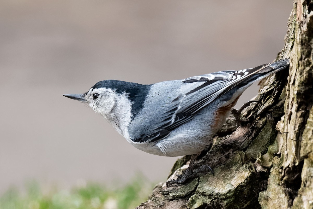 White-breasted Nuthatch - Claude Duchesneau