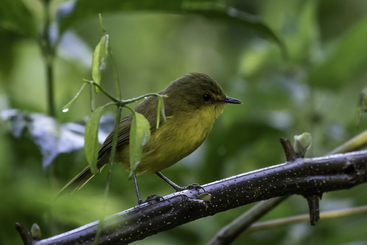 Mountain Yellow-Warbler - Thomas Kallmeyer