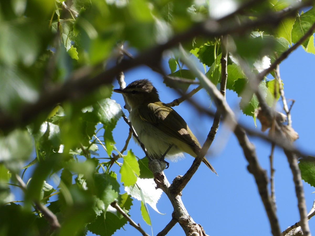 Red-eyed Vireo - Cole Sage