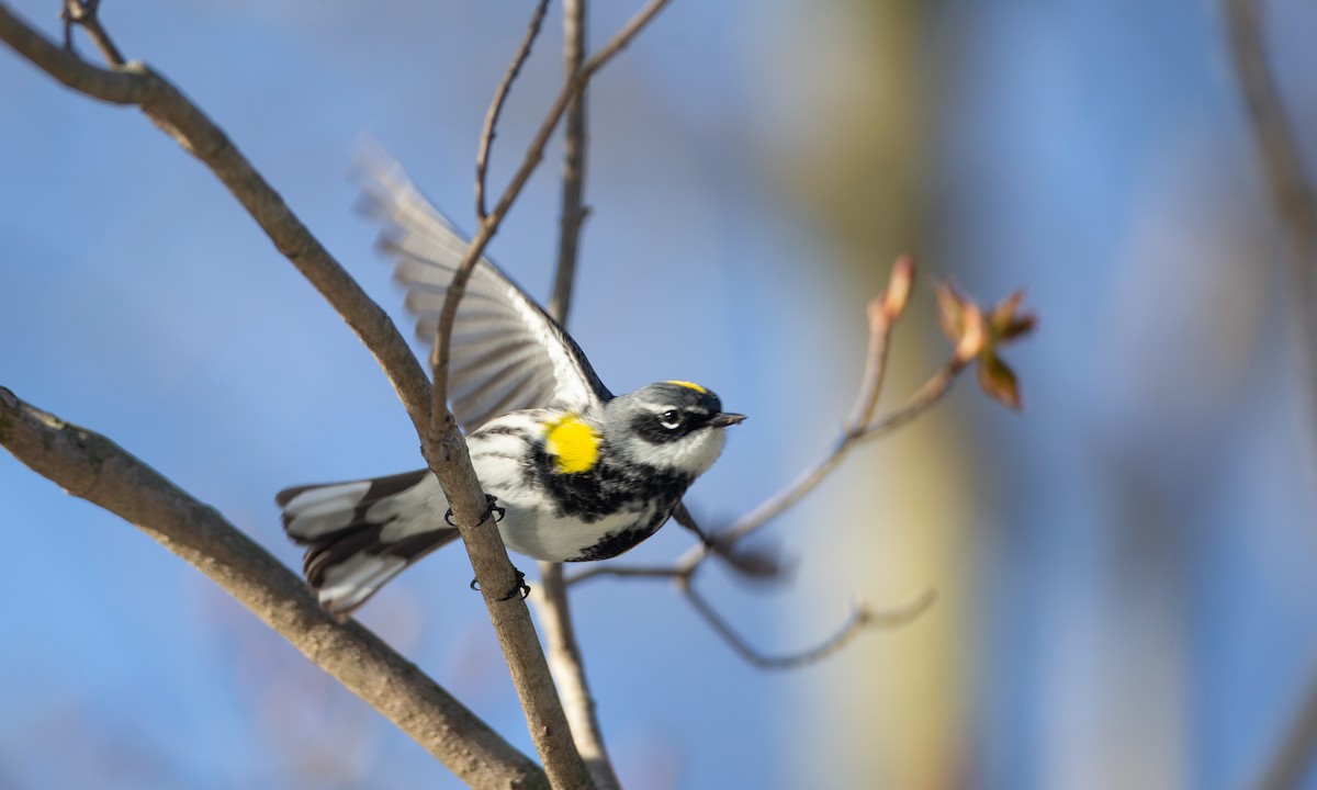 Yellow-rumped Warbler (Myrtle) - Chris Wood
