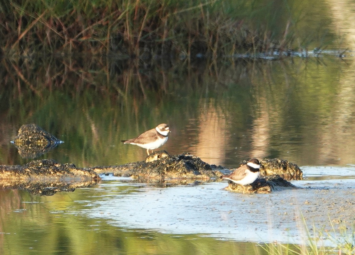 Semipalmated Plover - Kathie Rosse