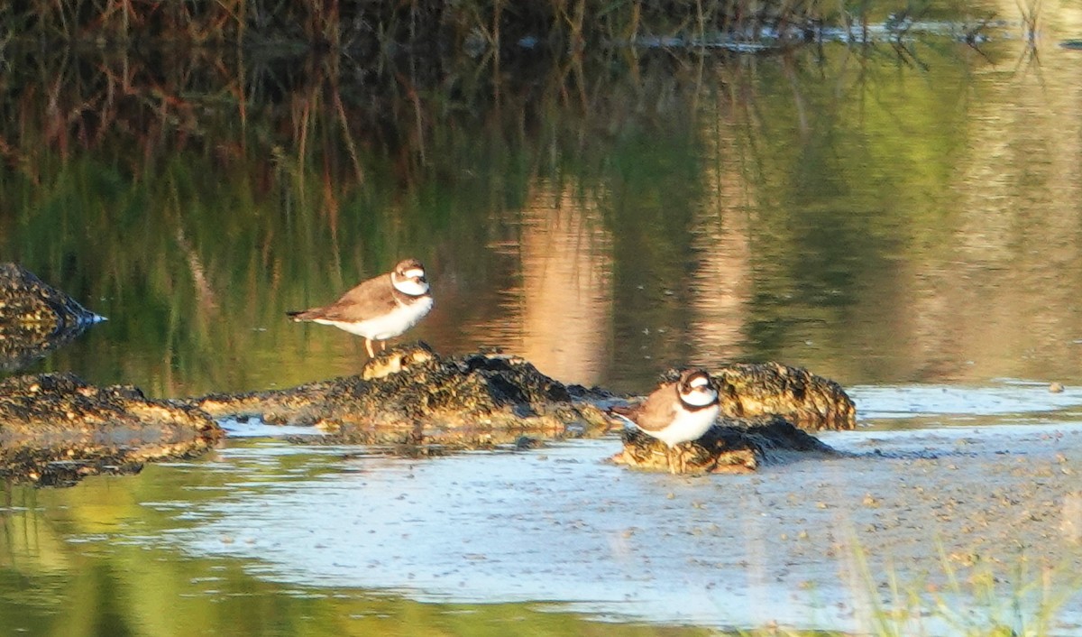 Semipalmated Plover - ML235028531