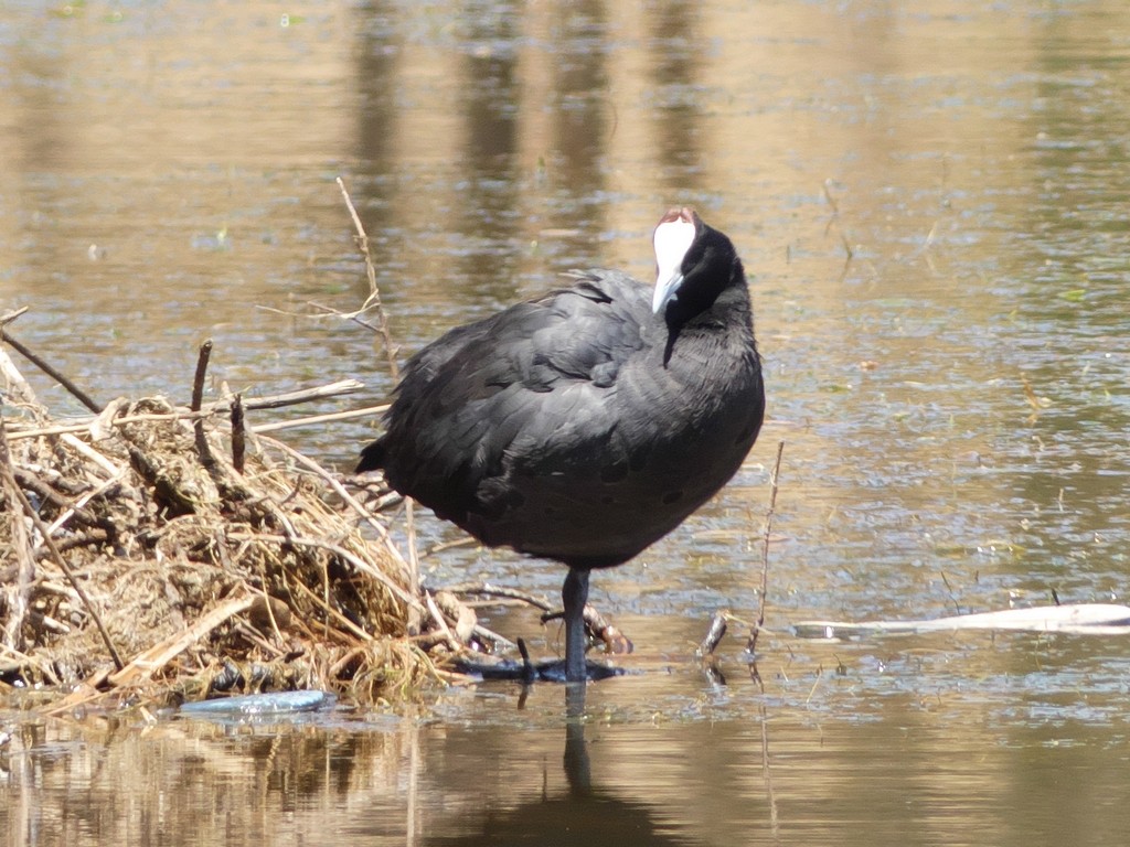 Red-knobbed Coot - Tommaso Renzulli