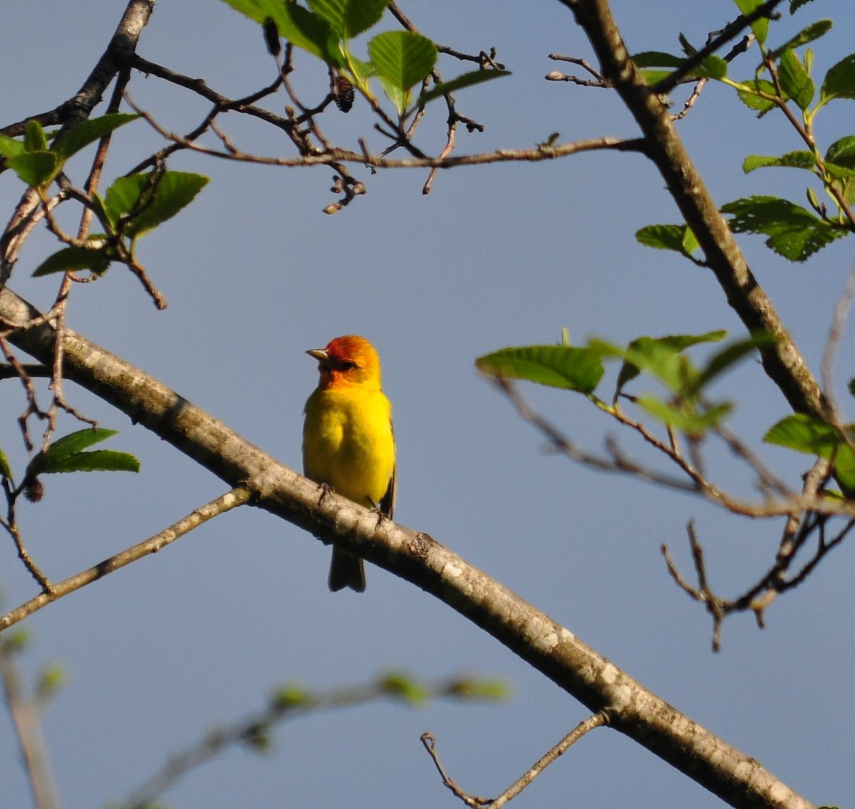 Western Tanager - ML235033941