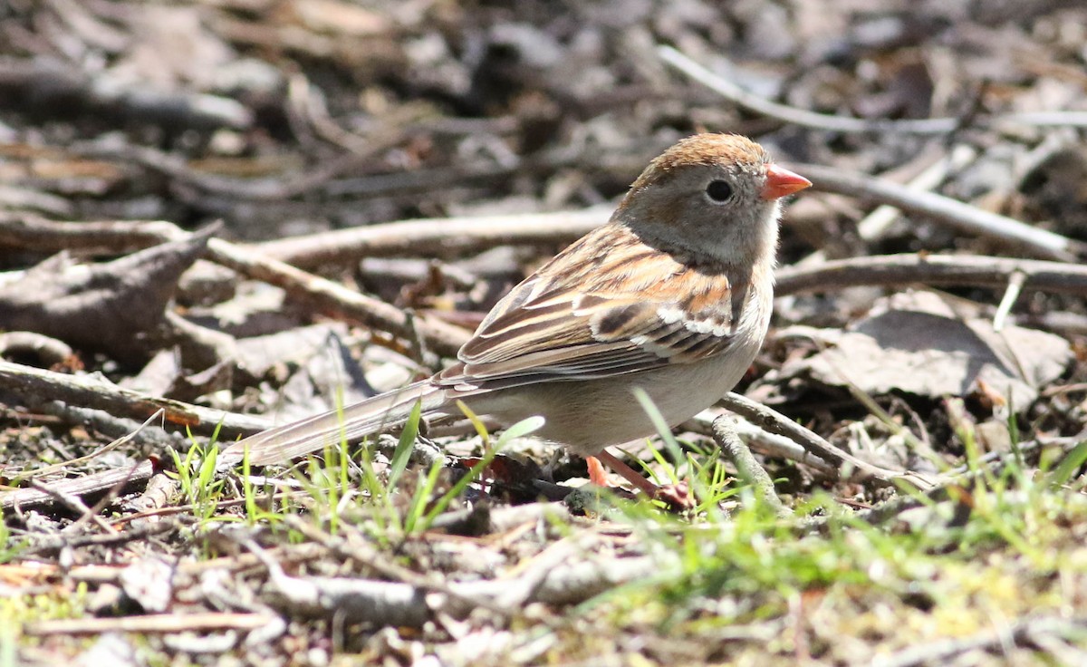 Field Sparrow - ML235034321