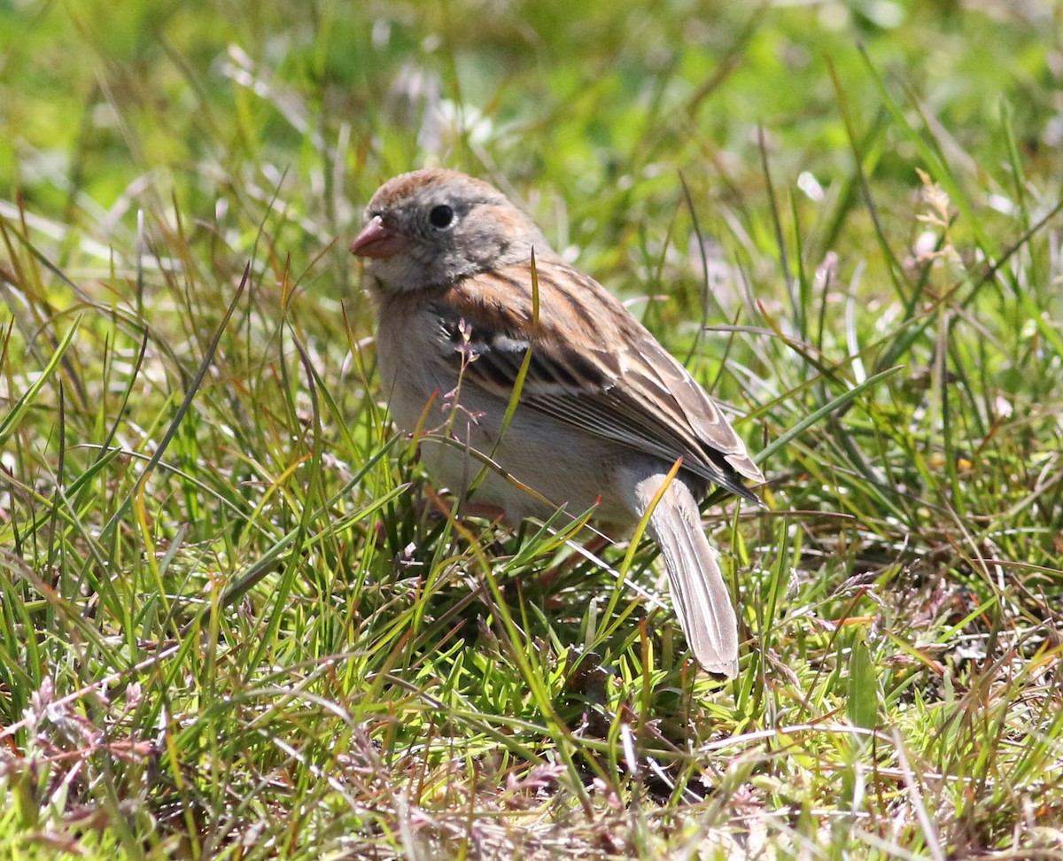 Field Sparrow - ML235034341