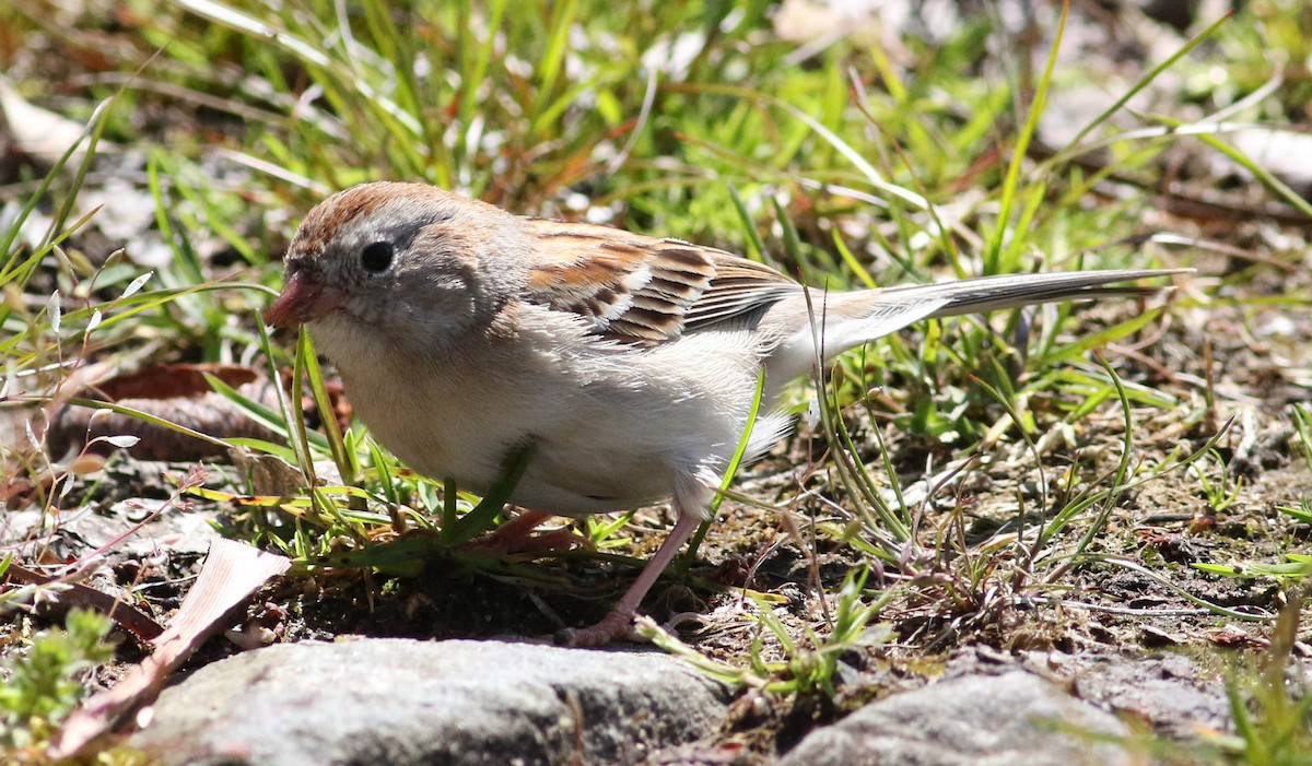 Field Sparrow - Jason Rieger