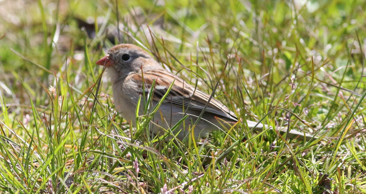 Field Sparrow - ML235034381